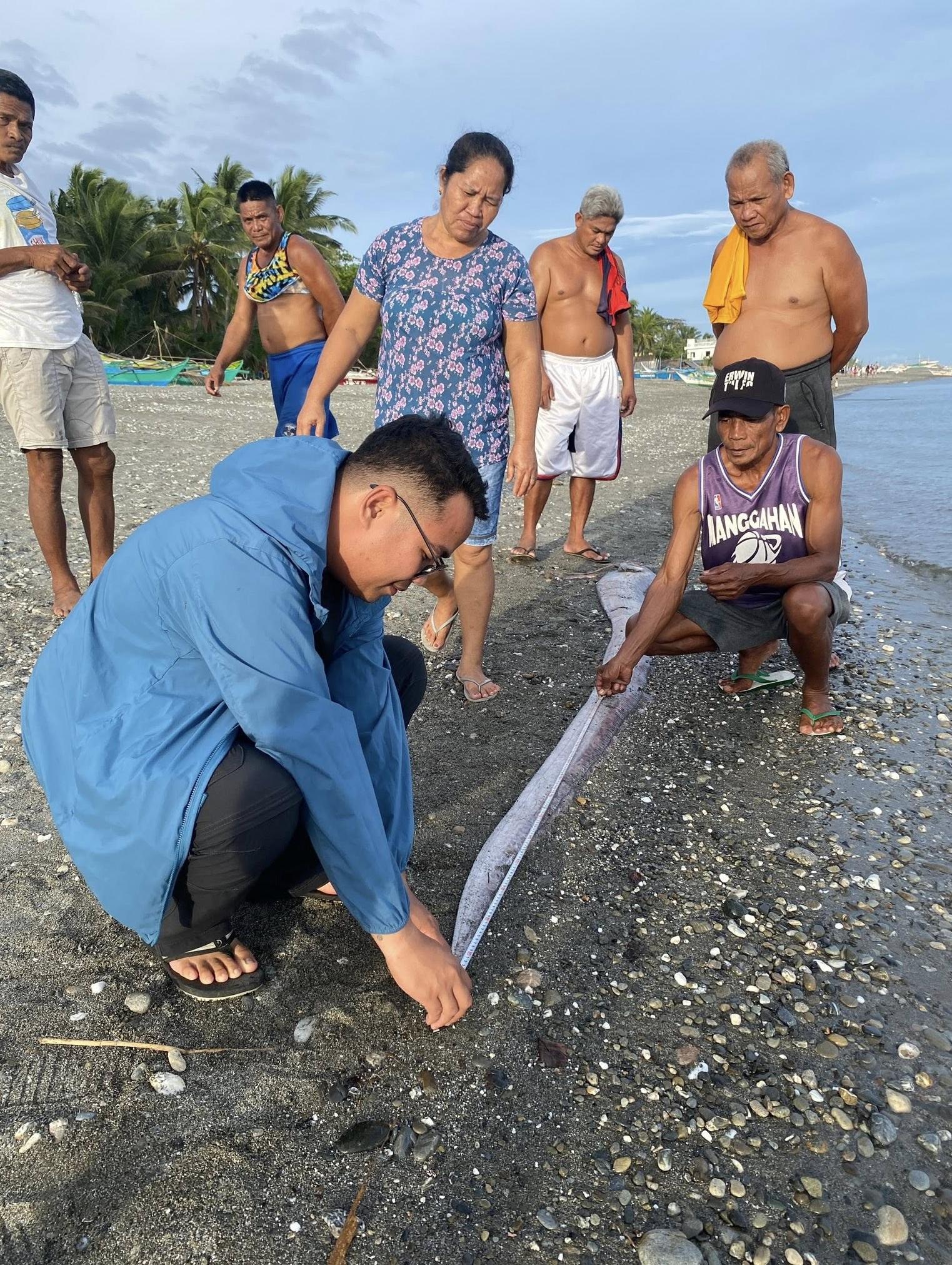 漁民量度巨型地震魚屍體。(互聯網)