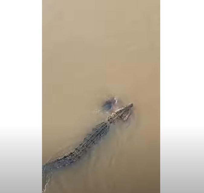 鱷魚咬住婦人的屍體,向上游進發。(互聯網)