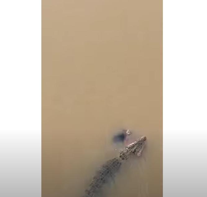 鱷魚咬住婦人的屍體,向上游進發。(互聯網)