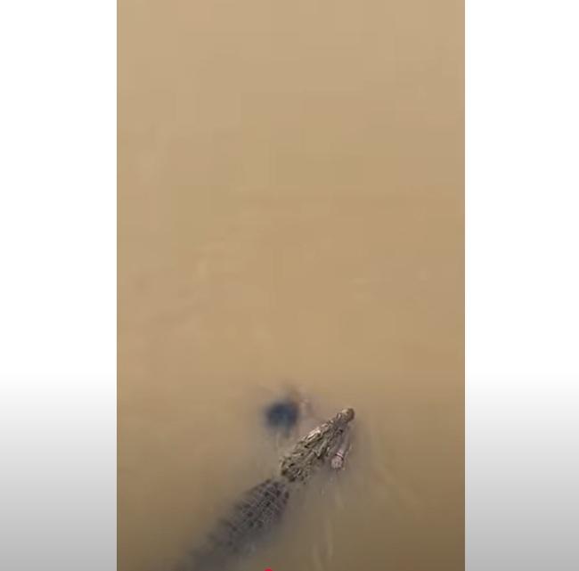 鱷魚咬住婦人的屍體,向上游進發。(互聯網)