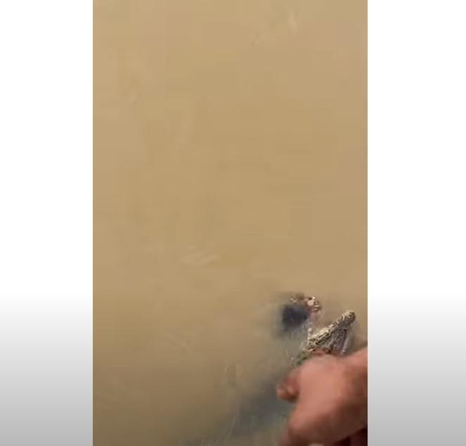鱷魚咬住婦人的屍體,有村民示意鱷魚的位置。(互聯網)