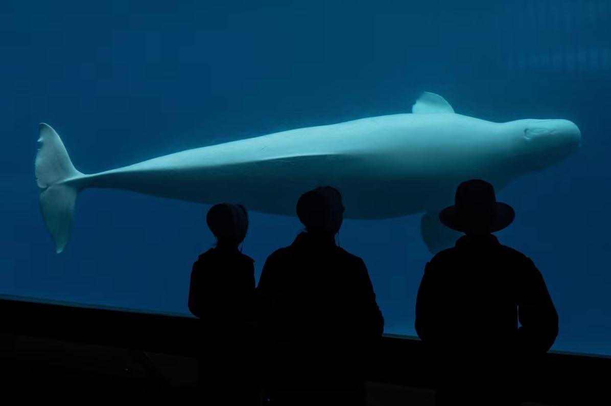 圖為遊客在加拿大「海洋樂園」觀賞白鯨。(互聯網)