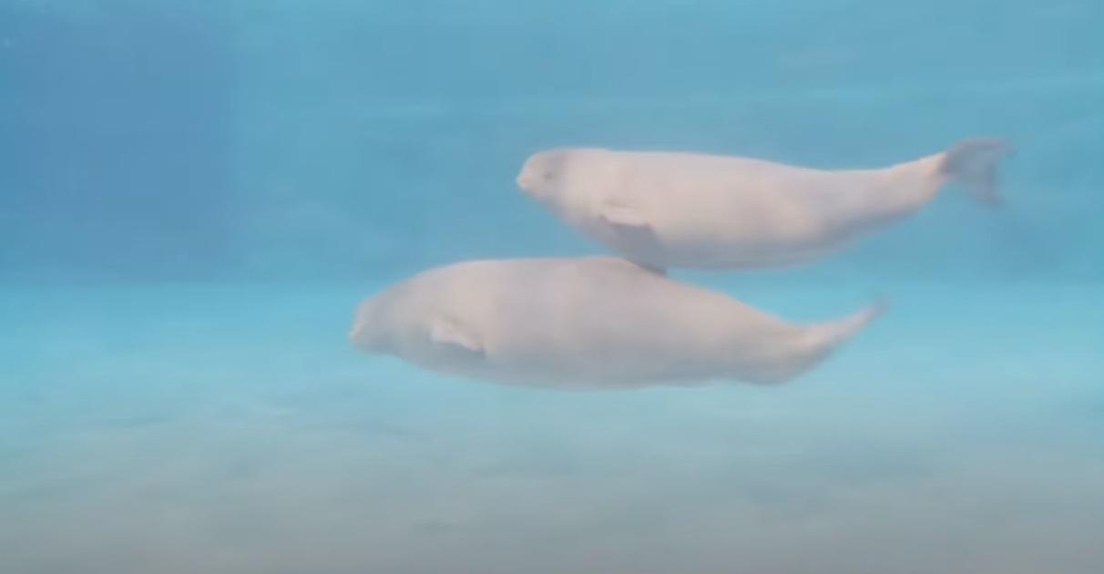 圖為加拿大「海洋樂園」飼養的白鯨。(互聯網)