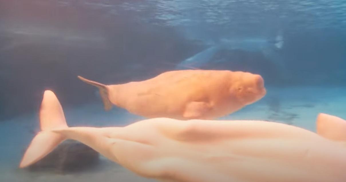 圖為加拿大「海洋樂園」飼養的白鯨。(互聯網)