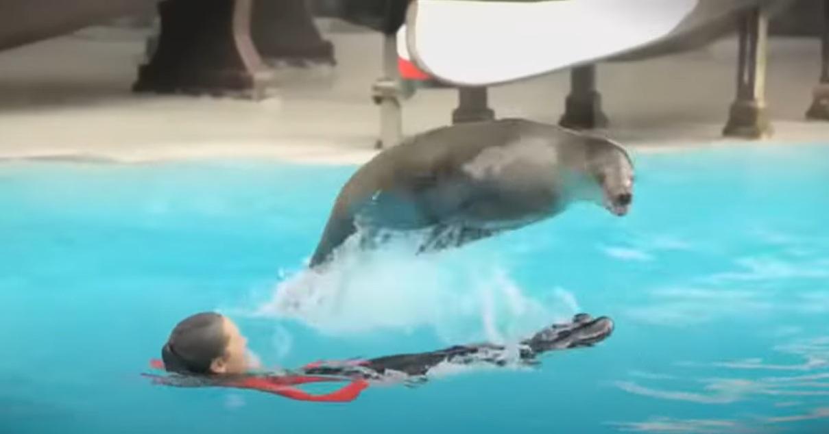 加拿大「海洋樂園」裡的海洋動物表演。(互聯網)