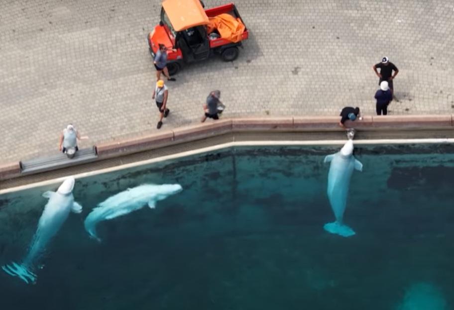 加拿大「海洋樂園」飼養的白鯨。(互聯網)
