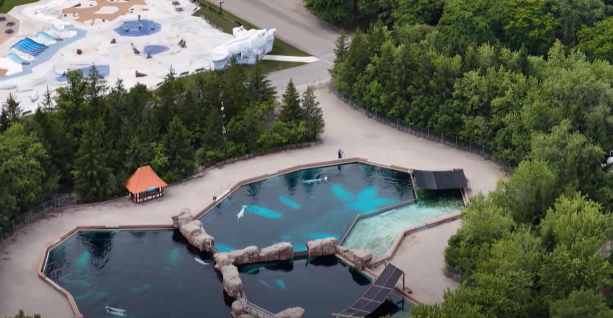 「海洋樂園」飼養白鯨,供遊客觀賞。(互聯網)