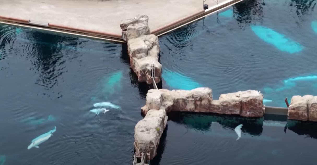 「海洋樂園」飼養白鯨,供遊客觀賞。(互聯網)