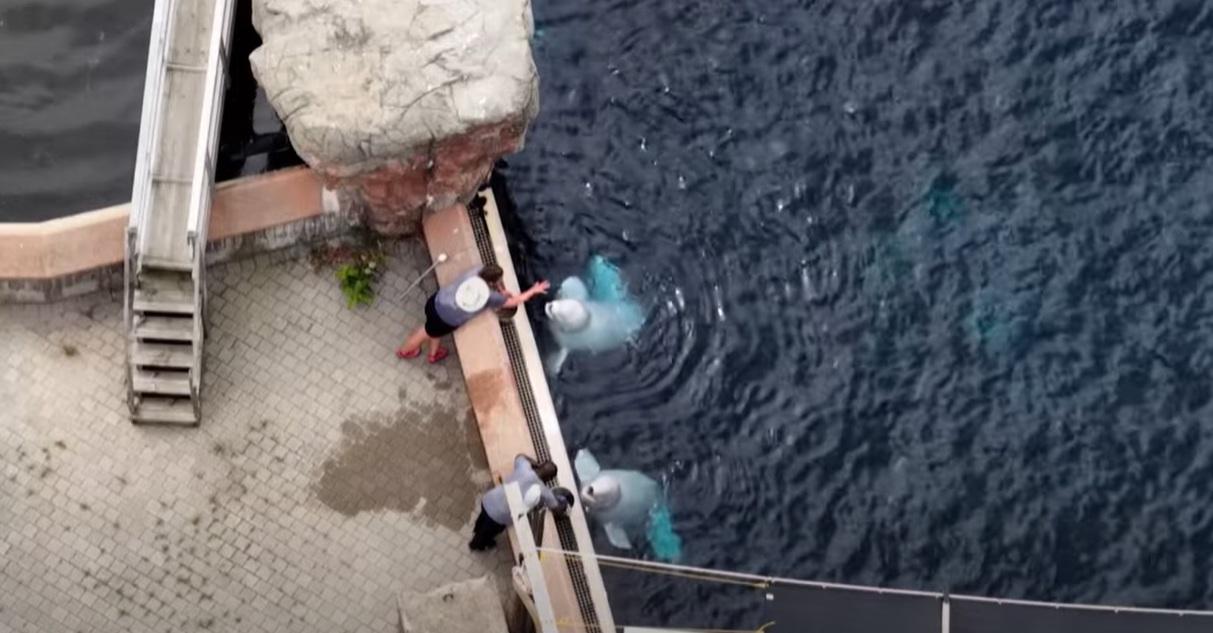 餵飼白鯨。(互聯網)