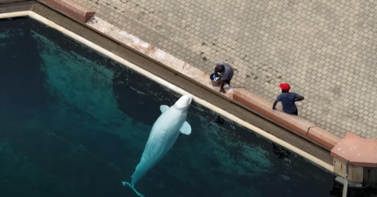 餵飼白鯨。(互聯網)