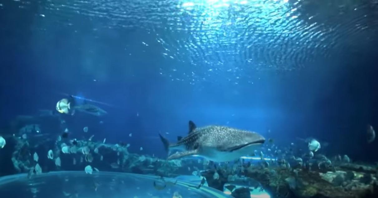 加拿大「海洋樂園」內的水族館。(互聯網)