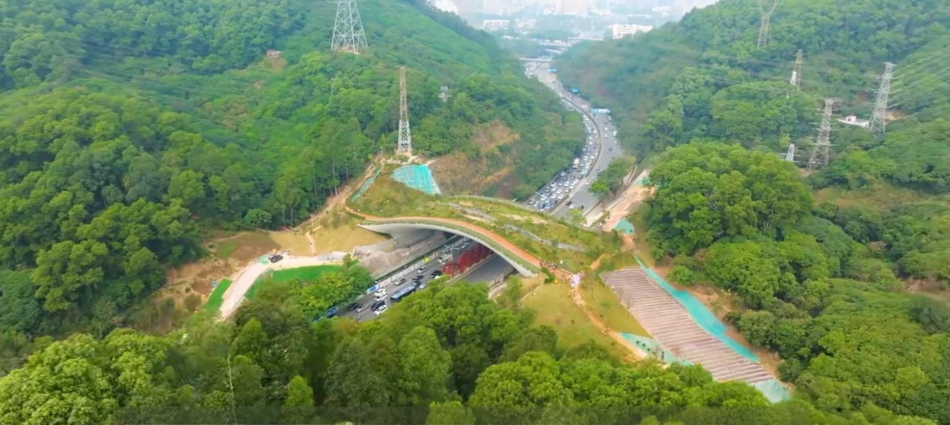 連接梅林山至銀湖山的是鯤鵬徑1號橋,是一座生態廊橋,橋上九成為野生植物,一成為人行步道,幸運的話會遇見國家二級保護動豹貓在橋上走過。(圖片來源:視頻截圖)