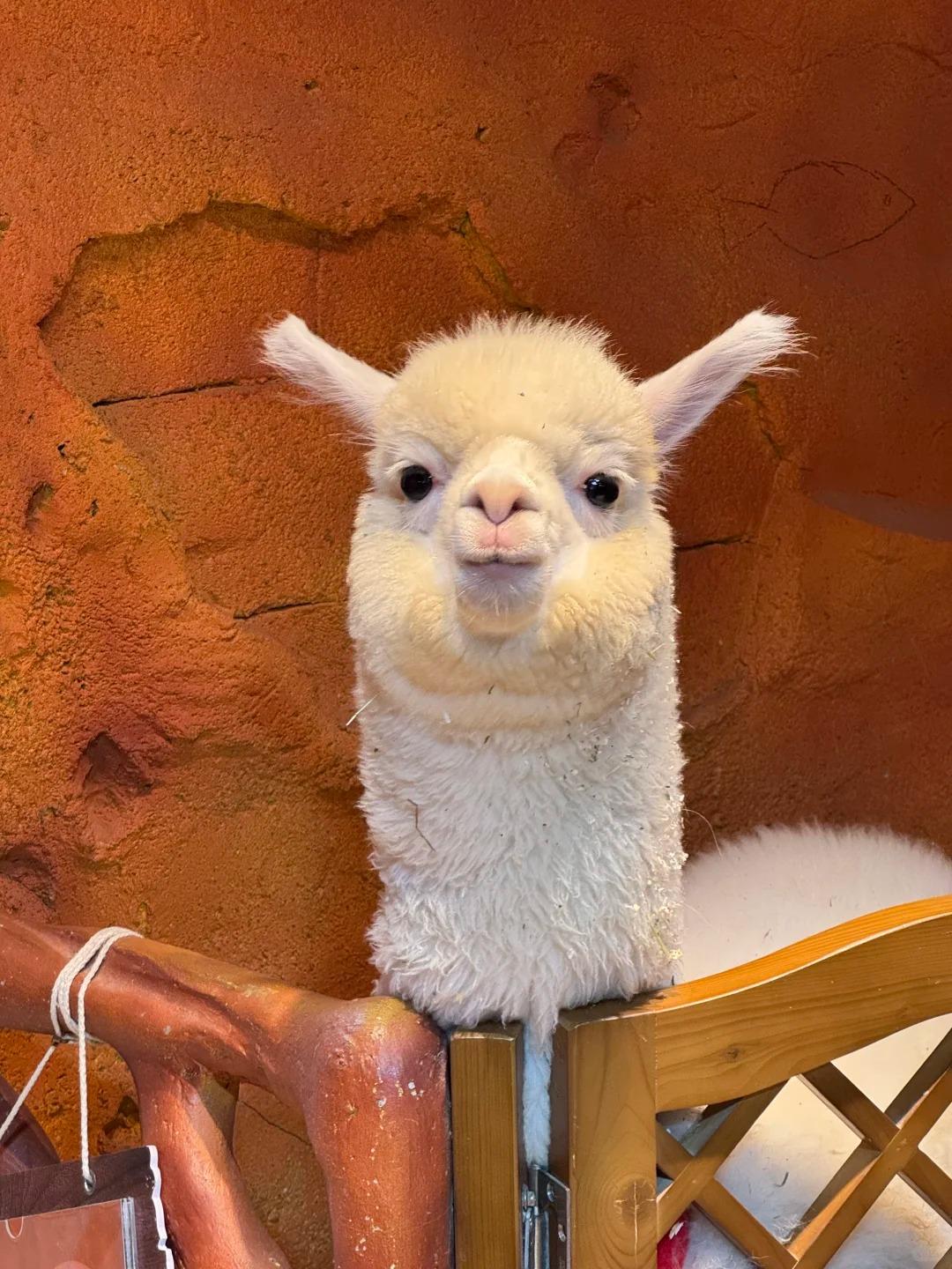 深圳好去處|Lollypet萌寵樂園