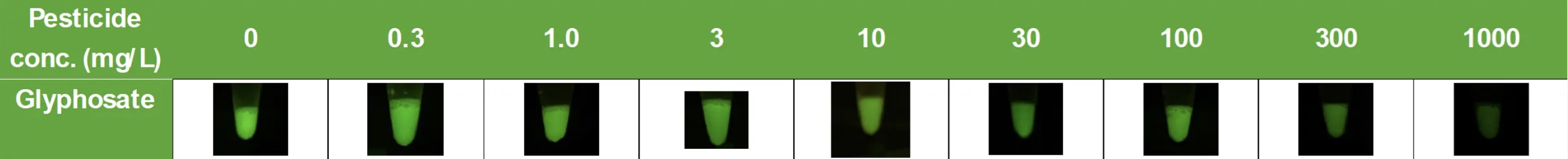 實驗結果:農藥濃度越高,螢光信號越暗