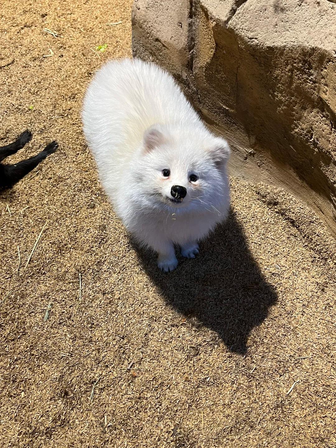 深圳好去處|野恩動物樂園(海雅店)