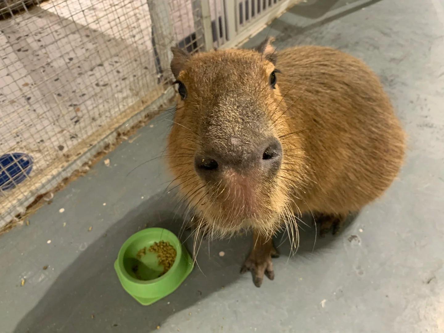 深圳好去處|Lollypet萌寵樂園