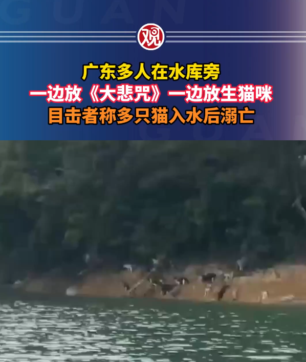 廣東多人在水庫放生大量貓 目擊者:有貓溺斃