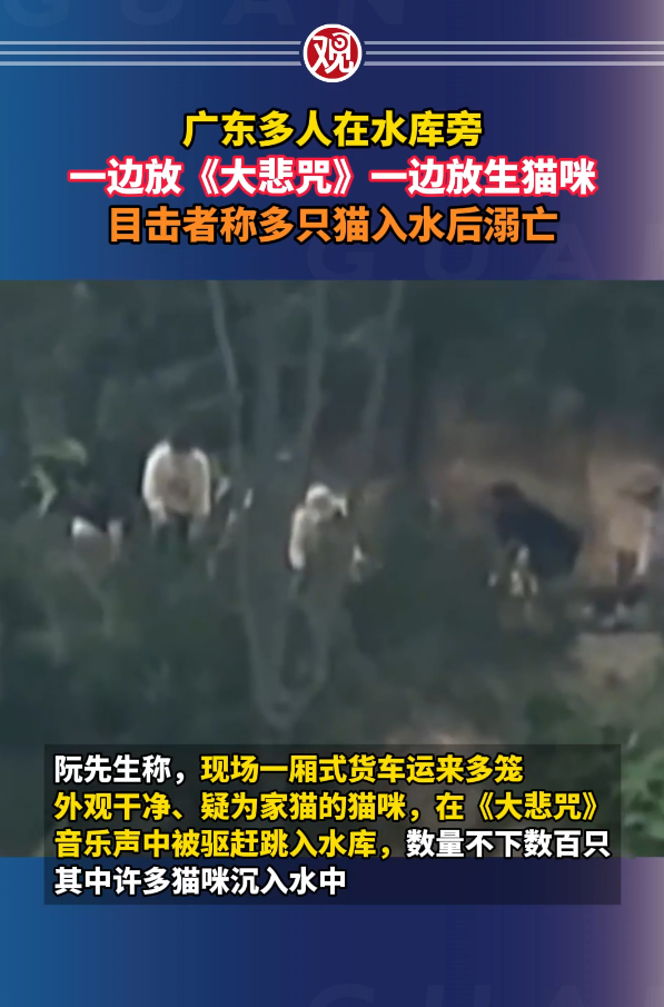 廣東多人在水庫放生大量貓 目擊者:有貓溺斃