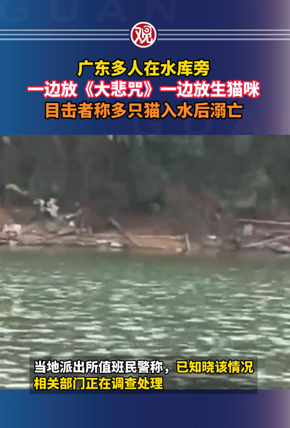 廣東多人在水庫放生大量貓 目擊者:有貓溺斃