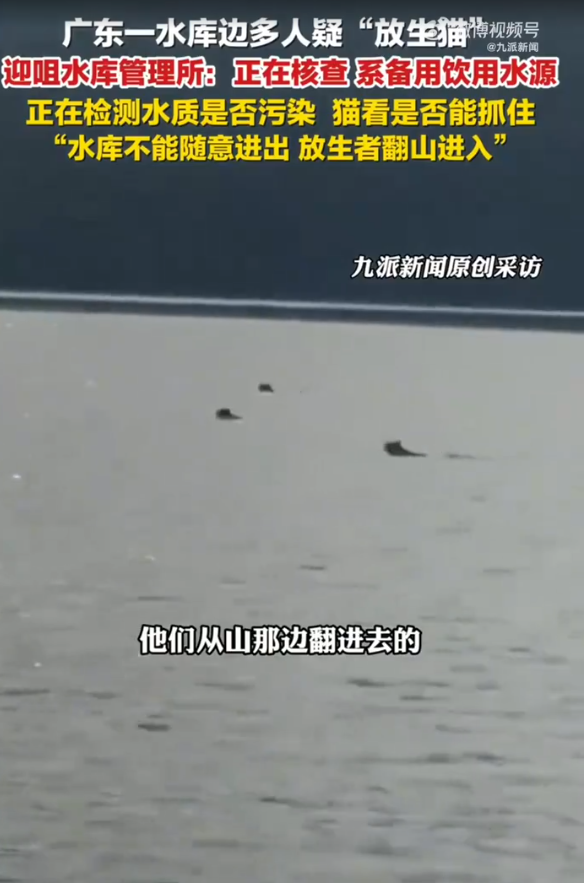 廣東多人在水庫放生大量貓 目擊者:有貓溺斃