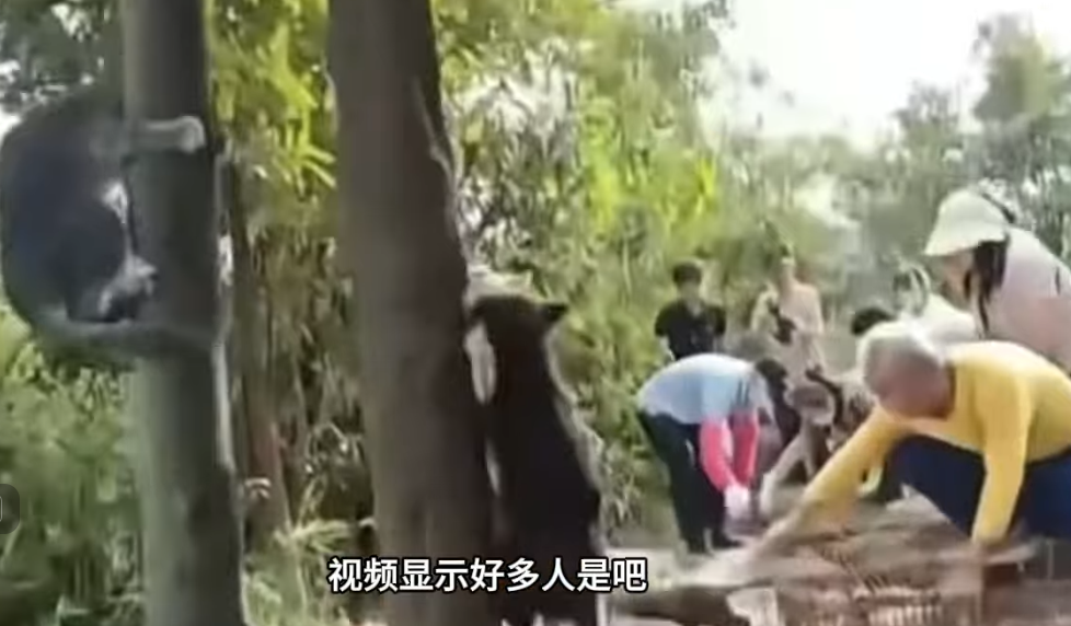 廣東多人在水庫放生大量貓 目擊者:有貓溺斃