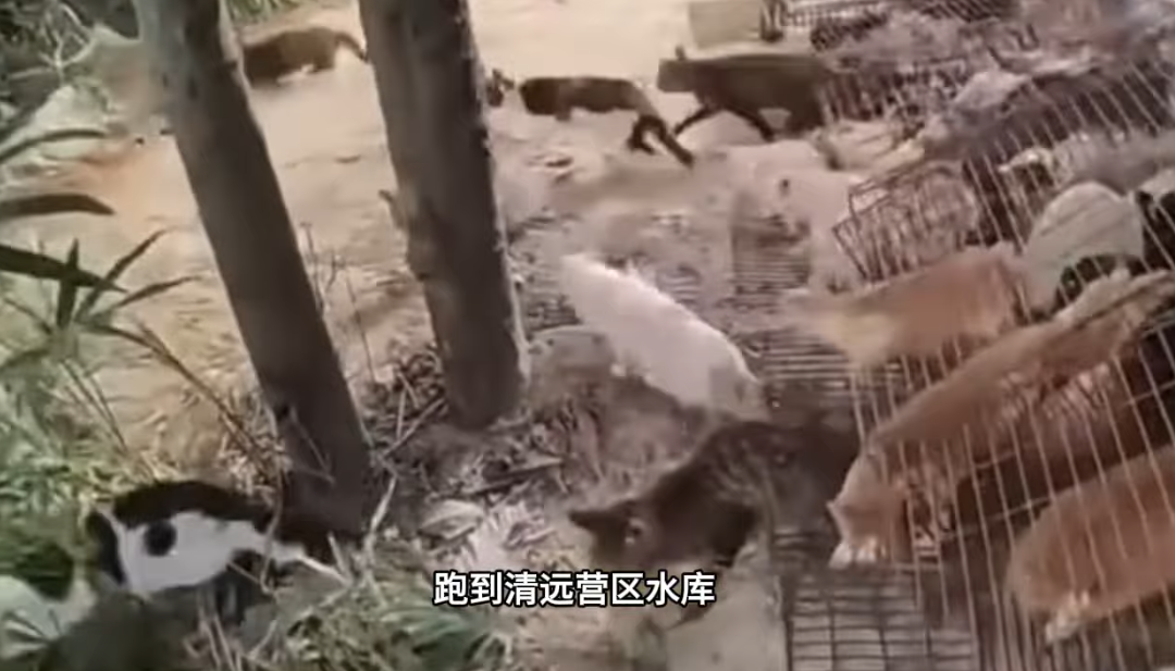 廣東多人在水庫放生大量貓 目擊者:有貓溺斃