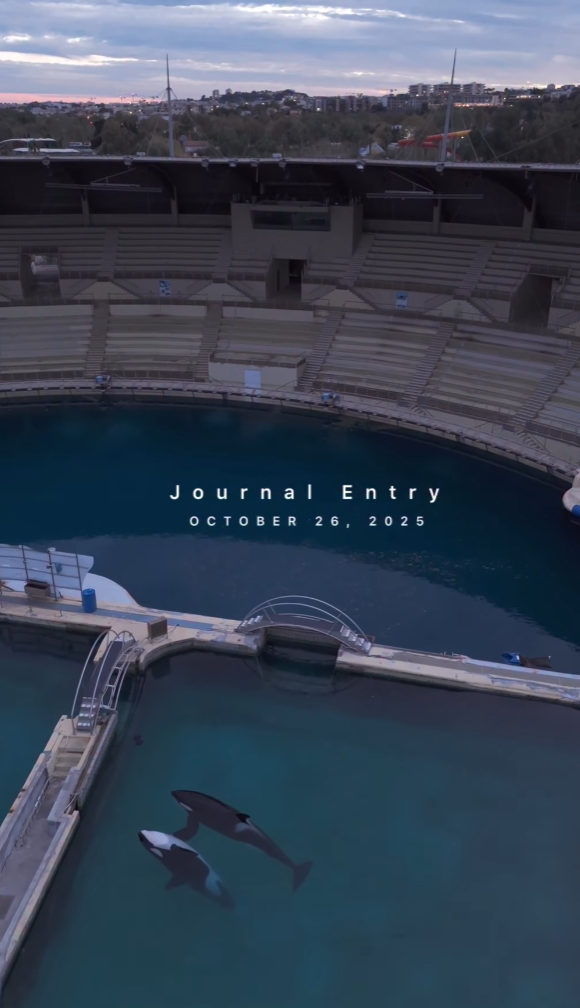 法國「安提布海洋世界」淪「廢棄樂園」,殺人鯨母子仍留在腐臭水池。美國攝影師勞萊斯(Seph Lawless)以無人機拍攝最新現狀,靜止漂浮的殺人鯨母子一聽到無人機聲響便望向鏡頭隨即「表演」,在水中轉動跳躍。 IG@sephlawless