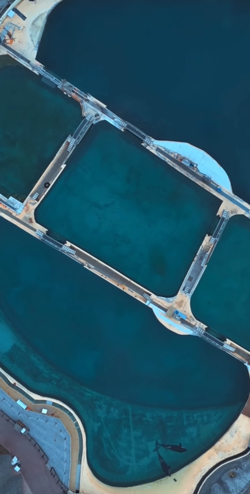 法國「安提布海洋世界」淪「廢棄樂園」,殺人鯨母子仍留在腐臭水池。美國攝影師勞萊斯(Seph Lawless)以無人機拍攝最新現狀,靜止漂浮的殺人鯨母子一聽到無人機聲響便望向鏡頭隨即「表演」,在水中轉動跳躍。 IG@sephlawless