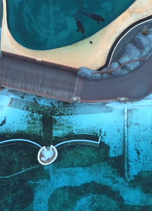 法國「安提布海洋世界」淪「廢棄樂園」,殺人鯨母子仍留在腐臭水池。美國攝影師勞萊斯(Seph Lawless)以無人機拍攝最新現狀,靜止漂浮的殺人鯨母子一聽到無人機聲響便望向鏡頭隨即「表演」,在水中轉動跳躍。 IG@sephlawless