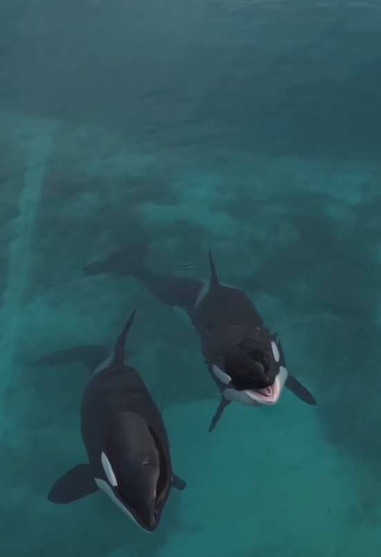 法國「安提布海洋世界」淪「廢棄樂園」,殺人鯨母子仍留在腐臭水池。美國攝影師勞萊斯(Seph Lawless)以無人機拍攝最新現狀,靜止漂浮的殺人鯨母子一聽到無人機聲響便望向鏡頭隨即「表演」,在水中轉動跳躍。 IG@sephlawless