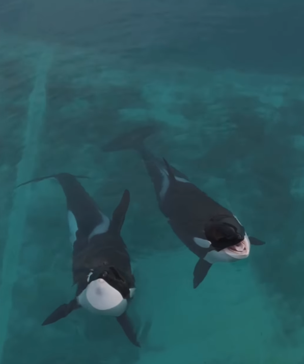 法國「安提布海洋世界」淪「廢棄樂園」,殺人鯨母子仍留在腐臭水池。美國攝影師勞萊斯(Seph Lawless)以無人機拍攝最新現狀,靜止漂浮的殺人鯨母子一聽到無人機聲響便望向鏡頭隨即「表演」,在水中轉動跳躍。 IG@sephlawless