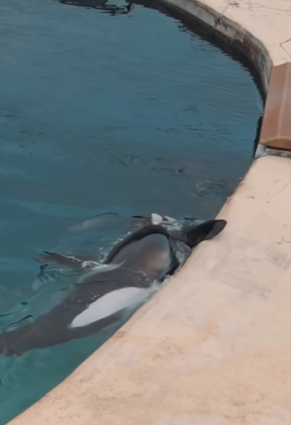法國「安提布海洋世界」淪「廢棄樂園」,殺人鯨母子仍留在腐臭水池。美國攝影師勞萊斯(Seph Lawless)以無人機拍攝最新現狀,靜止漂浮的殺人鯨母子一聽到無人機聲響便望向鏡頭隨即「表演」,在水中轉動跳躍。 IG@sephlawless