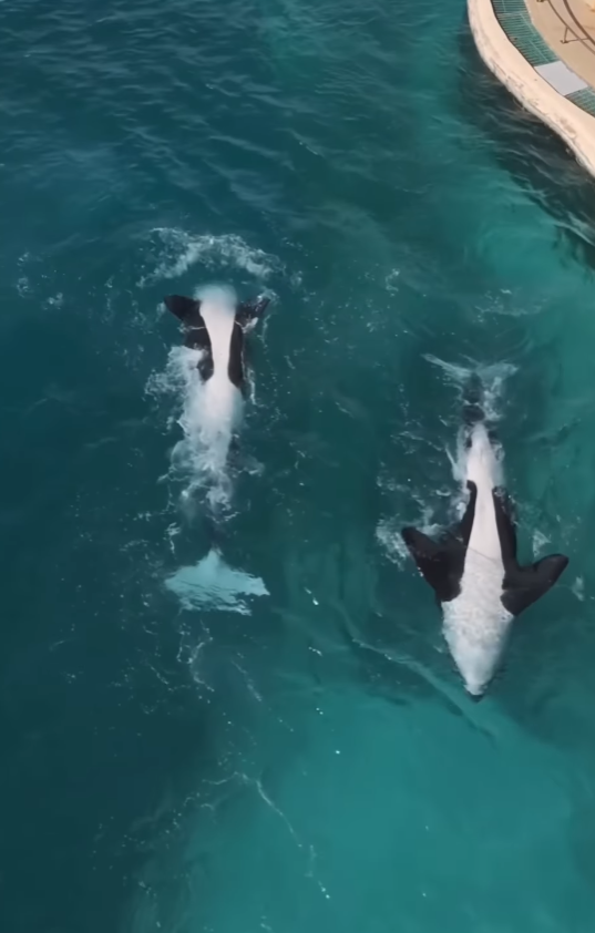 法國「安提布海洋世界」淪「廢棄樂園」,殺人鯨母子仍留在腐臭水池。美國攝影師勞萊斯(Seph Lawless)以無人機拍攝最新現狀,靜止漂浮的殺人鯨母子一聽到無人機聲響便望向鏡頭隨即「表演」,在水中轉動跳躍。 IG@sephlawless
