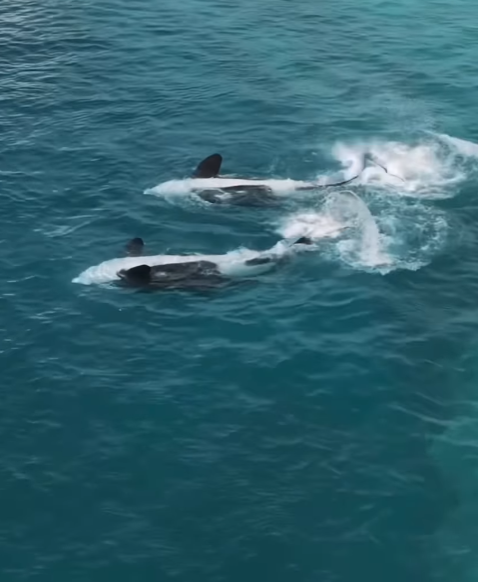 法國「安提布海洋世界」淪「廢棄樂園」,殺人鯨母子仍留在腐臭水池。美國攝影師勞萊斯(Seph Lawless)以無人機拍攝最新現狀,靜止漂浮的殺人鯨母子一聽到無人機聲響便望向鏡頭隨即「表演」,在水中轉動跳躍。 IG@sephlawless