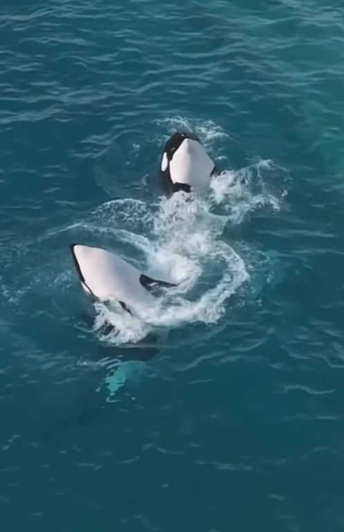 法國「安提布海洋世界」淪「廢棄樂園」,殺人鯨母子仍留在腐臭水池。美國攝影師勞萊斯(Seph Lawless)以無人機拍攝最新現狀,靜止漂浮的殺人鯨母子一聽到無人機聲響便望向鏡頭隨即「表演」,在水中轉動跳躍。 IG@sephlawless