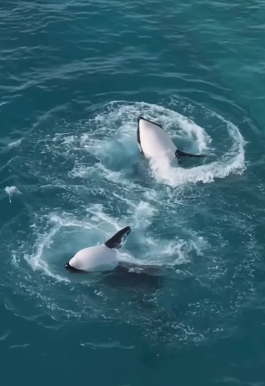 法國「安提布海洋世界」淪「廢棄樂園」,殺人鯨母子仍留在腐臭水池。美國攝影師勞萊斯(Seph Lawless)以無人機拍攝最新現狀,靜止漂浮的殺人鯨母子一聽到無人機聲響便望向鏡頭隨即「表演」,在水中轉動跳躍。 IG@sephlawless