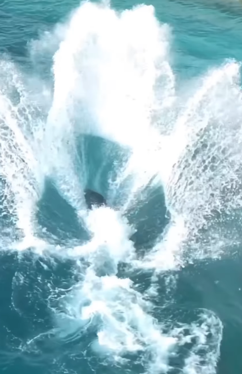 法國「安提布海洋世界」淪「廢棄樂園」,殺人鯨母子仍留在腐臭水池。美國攝影師勞萊斯(Seph Lawless)以無人機拍攝最新現狀,靜止漂浮的殺人鯨母子一聽到無人機聲響便望向鏡頭隨即「表演」,在水中轉動跳躍。 IG@sephlawless