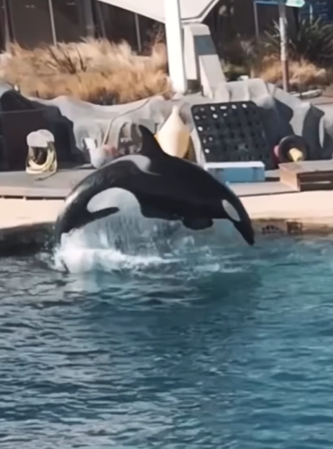 法國「安提布海洋世界」淪「廢棄樂園」,殺人鯨母子仍留在腐臭水池。美國攝影師勞萊斯(Seph Lawless)以無人機拍攝最新現狀,靜止漂浮的殺人鯨母子一聽到無人機聲響便望向鏡頭隨即「表演」,在水中轉動跳躍。 IG@sephlawless