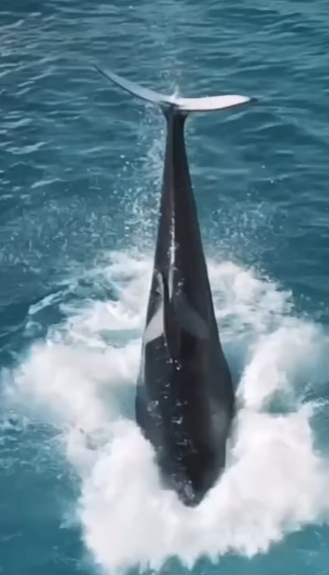 法國「安提布海洋世界」淪「廢棄樂園」,殺人鯨母子仍留在腐臭水池。美國攝影師勞萊斯(Seph Lawless)以無人機拍攝最新現狀,靜止漂浮的殺人鯨母子一聽到無人機聲響便望向鏡頭隨即「表演」,在水中轉動跳躍。 IG@sephlawless