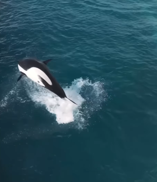 法國「安提布海洋世界」淪「廢棄樂園」,殺人鯨母子仍留在腐臭水池。美國攝影師勞萊斯(Seph Lawless)以無人機拍攝最新現狀,靜止漂浮的殺人鯨母子一聽到無人機聲響便望向鏡頭隨即「表演」,在水中轉動跳躍。 IG@sephlawless