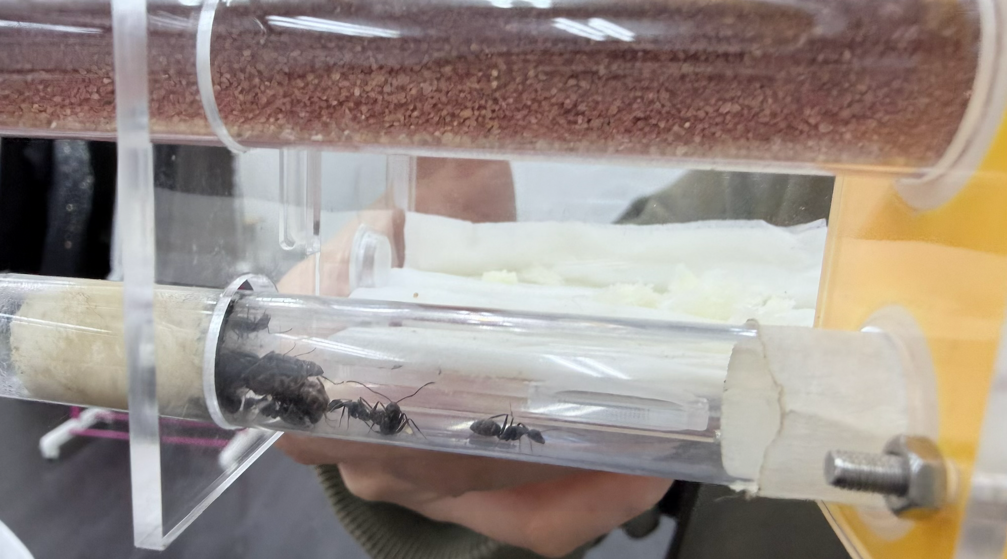 導演莊世圖演而優則導搵螞蟻任「串星」