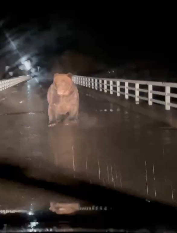 北海道巨大棕熊撲向車 司機慌忙後退車蓋留凹痕(有片)