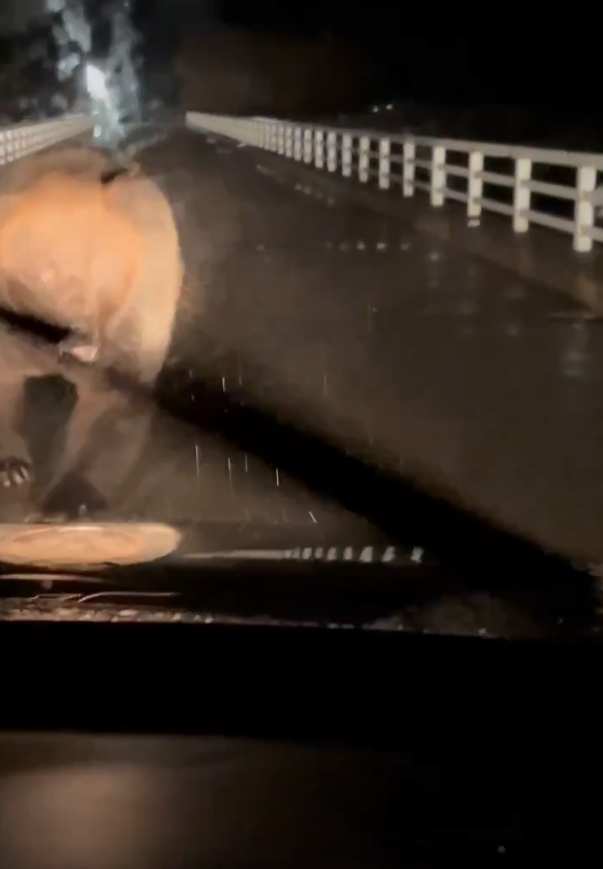 北海道巨大棕熊撲向車 司機慌忙後退車蓋留凹痕(有片)