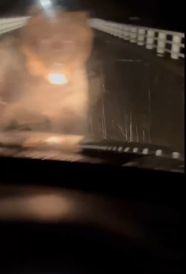 北海道巨大棕熊撲向車 司機慌忙後退車蓋留凹痕(有片)