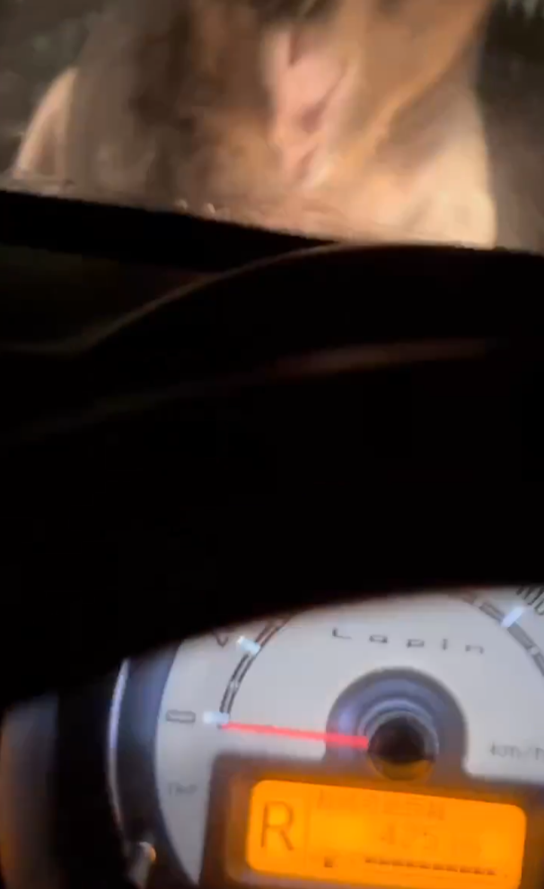 北海道巨大棕熊撲向車 司機慌忙後退車蓋留凹痕(有片)