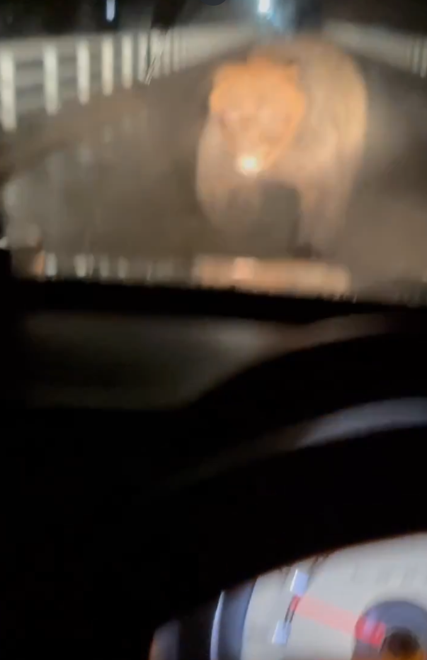 北海道巨大棕熊撲向車 司機慌忙後退車蓋留凹痕(有片)