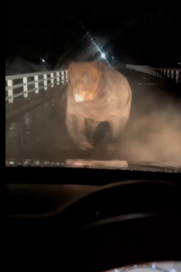 北海道巨大棕熊撲向車 司機慌忙後退車蓋留凹痕(有片)