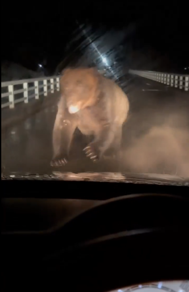 北海道巨大棕熊撲向車 司機慌忙後退車蓋留凹痕(有片)