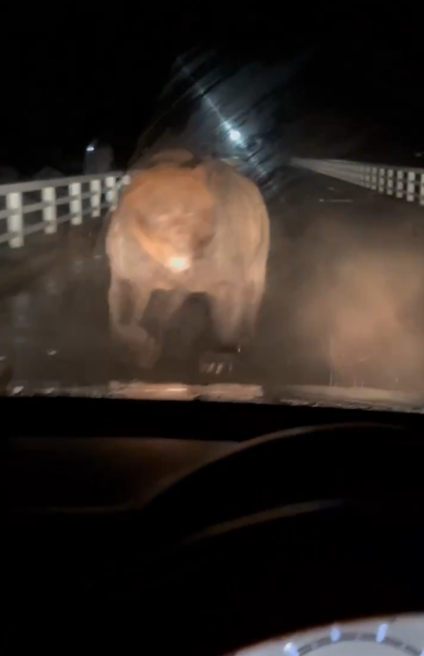 北海道巨大棕熊撲向車 司機慌忙後退車蓋留凹痕(有片)