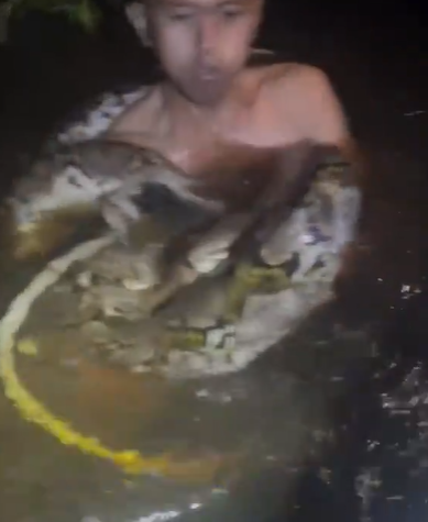 捕蛇專家赫魯被巨蟒纏身。(互聯網)